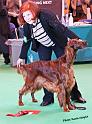 crufts_450