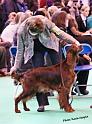 crufts_461