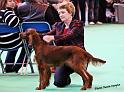 crufts_462