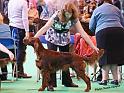 crufts_465