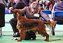 crufts_466