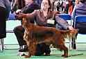 crufts_467