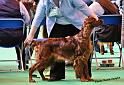 crufts_469