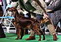 crufts_471