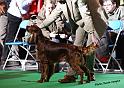 crufts_475