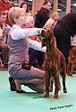 crufts_477