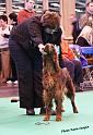 crufts_480