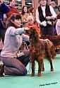 crufts_488