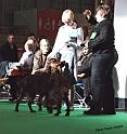 crufts_489