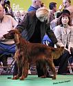 crufts_491