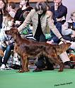 crufts_495