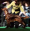 crufts_498