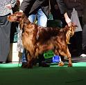 crufts_501