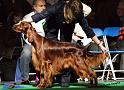 crufts_512