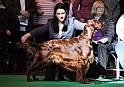 crufts_522