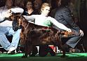 crufts_525