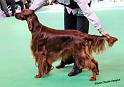 crufts_546