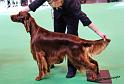 crufts_549