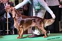 crufts_558