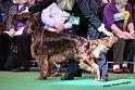 crufts_560