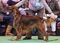 crufts_564