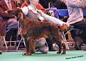 crufts_589