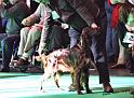 crufts_593