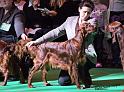 crufts_596