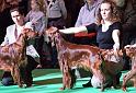 crufts_597