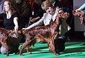 crufts_598