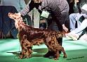 crufts_609