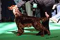 crufts_612