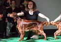 crufts_616