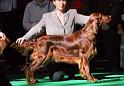 crufts_617