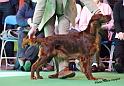 crufts_618