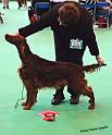 crufts_623