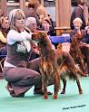 crufts_635