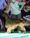 crufts_642