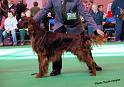 crufts_649