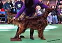 crufts_651