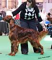 crufts_653