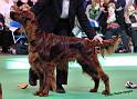 crufts_655