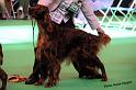 crufts_668