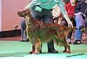 crufts_696