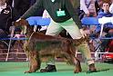 crufts_697