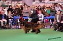 crufts_704