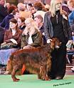 crufts_721