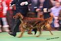 crufts_730