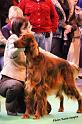 crufts_735