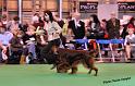 crufts_737